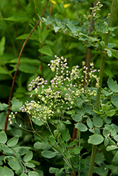 Elin Meadow Rue (Thalictrum 'Elin') at Lakeshore Garden Centres