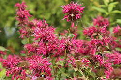 Peter's Fancy Fuchsia Beebalm (Monarda 'Peter's Fancy Fuchsia') at Lakeshore Garden Centres
