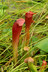 Bug Bat Pitcher Plant (Sarracenia 'Bug Bat') at Lakeshore Garden Centres