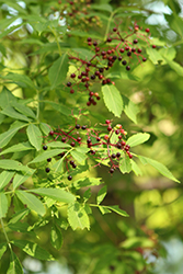 American Elder (Sambucus canadensis) at Peter Knippel Garden Centre