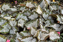 Jurassic Megalo Croc Begonia (Begonia 'Jurassic Megalo Croc') at Lakeshore Garden Centres