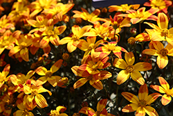 Bee Alive Bidens (Bidens ferulifolia 'Bee Alive') at Lakeshore Garden Centres