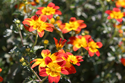 Bee Happy Red Bidens (Bidens 'Baleehedi') at Lakeshore Garden Centres