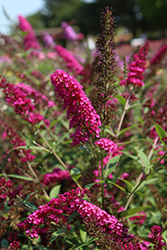 Buzz Velvet Butterfly Bush (Buddleia davidii 'Tobud0703') at Lakeshore Garden Centres