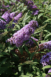 Summer Bird Violet Butterfly Bush (Buddleia davidii 'Summer Bird Violet') at Lakeshore Garden Centres