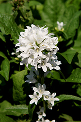 Angel Bells Clustered Bellflower (Campanula glomerata 'Angel Bells') at Lakeshore Garden Centres