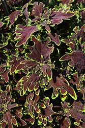 Limewire Coleus (Solenostemon scutellarioides 'Limewire') at Lakeshore Garden Centres
