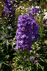Delgenius Breezin Larkspur (Delphinium 'Breezin') at Peter Knippel Garden Centre