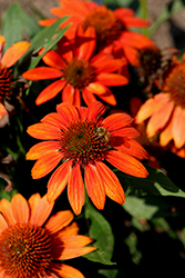 Sombrero Fiesta Orange Coneflower (Echinacea 'Balsomstor') at Lakeshore Garden Centres