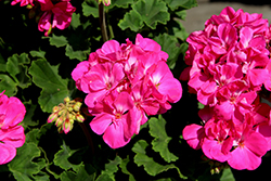 Moonlight Blue Geranium (Pelargonium 'IRTPZ20125') at Lakeshore Garden Centres