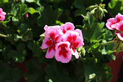 Sunrise Rose+Big Eye Geranium (Pelargonium 'KLEPZ20550') at Lakeshore Garden Centres