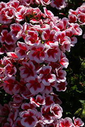 Sunrise White+Eye Geranium (Pelargonium 'KLEPZ17487') at Lakeshore Garden Centres