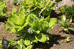 Sunset Grooves Hosta (Hosta 'Sunset Grooves') at Lakeshore Garden Centres