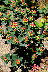 Miracle Grandeur St. John's Wort (Hypericum x inodorum 'Allgrandeur') at Lakeshore Garden Centres