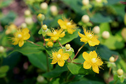 Miracle Primo St. John's Wort (Hypericum x inodorum 'Allprimo') at Lakeshore Garden Centres