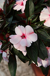 Clockwork Appleblossom New Guinea Impatiens (Impatiens hawkeri 'Balcloapl') at Lakeshore Garden Centres