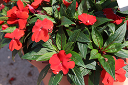ColorPower Red 22 New Guinea Impatiens (Impatiens hawkeri 'KLENI21160') at Lakeshore Garden Centres