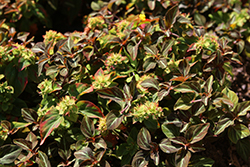 Night Light Moneywort (Lysimachia alfredii 'Night Light') at Lakeshore Garden Centres