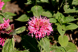 Bee-You Bee-Lieve Beebalm (Monarda 'Bee-Lieve') at Lakeshore Garden Centres