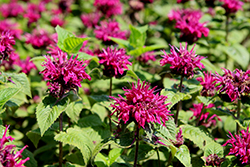 Bee-You Bee-True Beebalm (Monarda 'Bee-True') at Lakeshore Garden Centres
