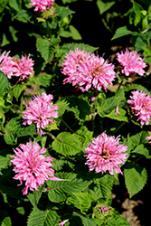 Marje Pink Beebalm (Monarda 'Marje Pink') at Lakeshore Garden Centres