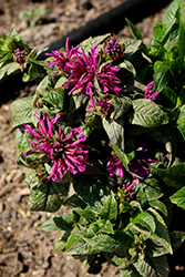 Pocahontas Pink Beebalm (Monarda didyma 'Pocahontas Pink') at Lakeshore Garden Centres