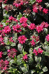 Pocahontas Red Rose Beebalm (Monarda didyma 'Pocahontas Red Rose') at Lakeshore Garden Centres