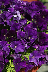 CannonBall Blue Petunia (Petunia 'Balcannlu') at Lakeshore Garden Centres