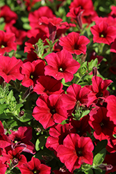 ColorRush Red Petunia (Petunia 'Balcushed') at Lakeshore Garden Centres