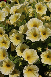 ColorRush Yellow Petunia (Petunia 'Balcushell') at Lakeshore Garden Centres