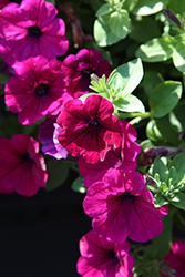 Headliner Electric Purple 22 Petunia (Petunia 'KLEPH20491') at Lakeshore Garden Centres