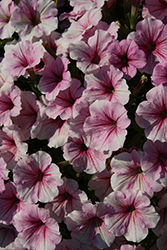 Headliner White Rose Vein Petunia (Petunia 'KLEPH11217') at Lakeshore Garden Centres