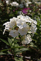Sweet Summer Snow White Garden Phlox (Phlox paniculata 'Sweet Summer Snow White') at Lakeshore Garden Centres