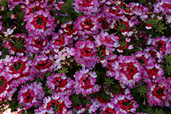 Beats Purple+White Verbena (Verbena 'KLEVP20052') at Lakeshore Garden Centres