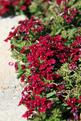 Beats Purple Verbena (Verbena 'KLEVP20037') at Lakeshore Garden Centres