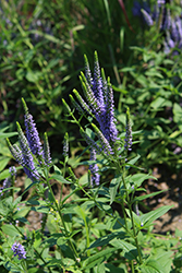 First Glory Speedwell (Veronica longifolia 'Alllord') at Golden Acre Home & Garden