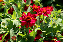 Zahara Raspberry Zinnia (Zinnia 'Zahara Raspberry') at Lakeshore Garden Centres