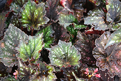 Jurassic Dino Black Sky Begonia (Begonia 'Jurassic Dino Black Sky') at Lakeshore Garden Centres
