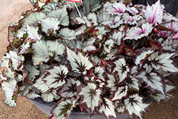 Jurassic Dino Dragon Fruit Begonia (Begonia 'Jurassic Dino Dragon Fruit') at Lakeshore Garden Centres