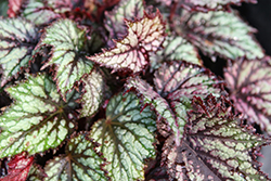Jurassic Jr. Fire Spike Begonia (Begonia 'Jurassic Jr. Fire Spike') at Lakeshore Garden Centres