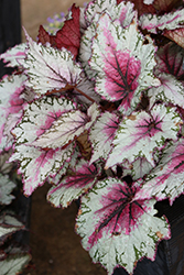 Jurassic Jr. Rose Splash Begonia (Begonia 'Jurassic Jr. Rose Splash') at Lakeshore Garden Centres