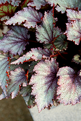 Jurassic Jr. Purple Spec Begonia (Begonia 'Jurassic Jr. Purple Spec') at Lakeshore Garden Centres