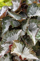 Jurassic Megalo Komodo Begonia (Begonia 'Jurassic Megalo Komodo') at Lakeshore Garden Centres