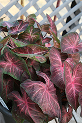 Berries 'N Burgundy Caladium (Caladium 'Berries 'N Burgundy') at Lakeshore Garden Centres