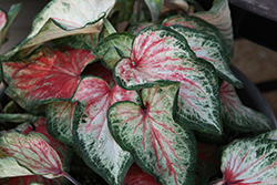 Heart to Heart Bold 'N Beautiful Caladium (Caladium 'Bold N Beautiful') at Lakeshore Garden Centres