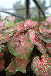 Heart to Heart Caribbean Coral Caladium (Caladium 'Caribbean Coral') at Lakeshore Garden Centres