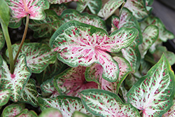 Heart to Heart Heart and Soul Caladium (Caladium 'Heart And Soul') at Lakeshore Garden Centres