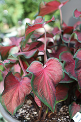 Heart to Heart Hot 2 Trot Caladium (Caladium 'Hot 2 Trot') at Lakeshore Garden Centres