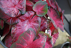 Heart to Heart Hot Flash Caladium (Caladium 'Hot Flash') at Lakeshore Garden Centres