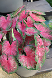 Posy Pink Caladium (Caladium 'Posy Pink') at Lakeshore Garden Centres
